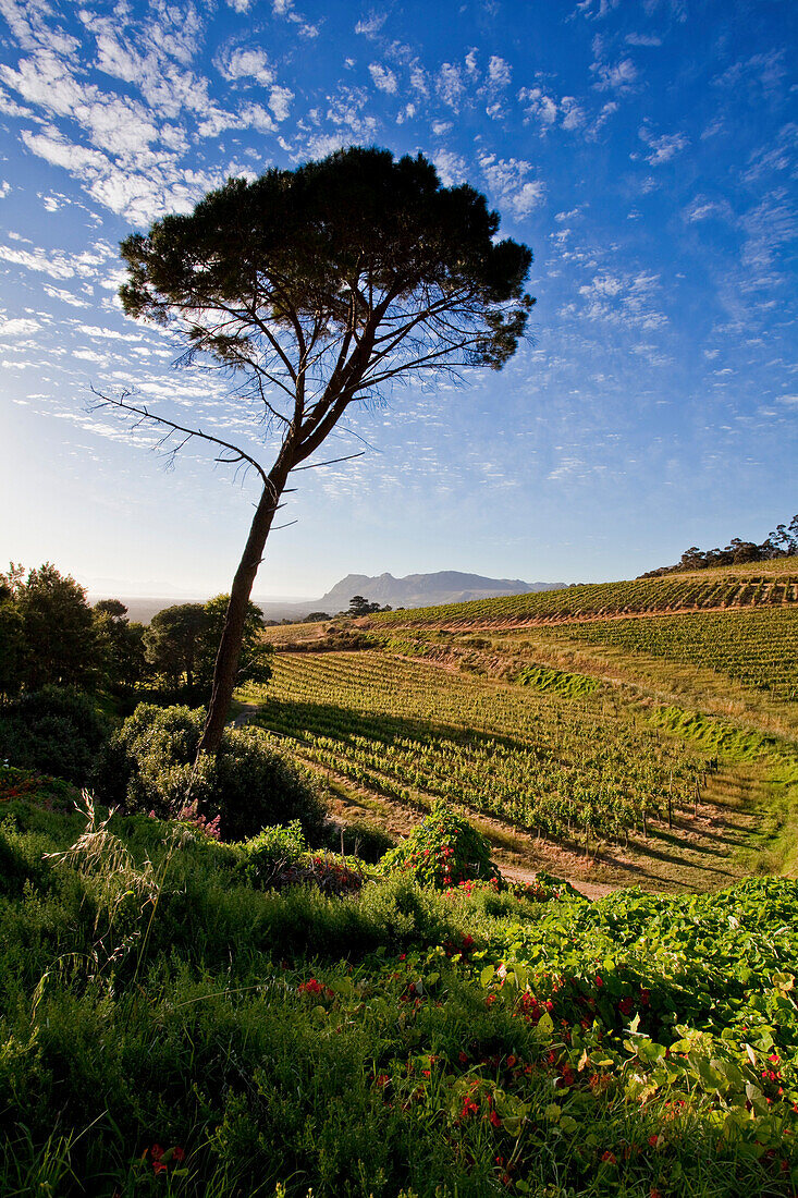 View onto the vineyards of Kleinconstantia winery at sun-rise, Constantia, Cape Town, Western Cape, South Africa, RSA, Africa