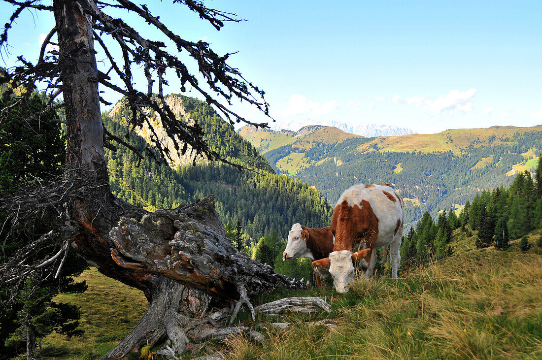 Kühe über der Filzmoosalm im Elmautal am Großarltal, Pongau, Salzburg-Land, Österreich