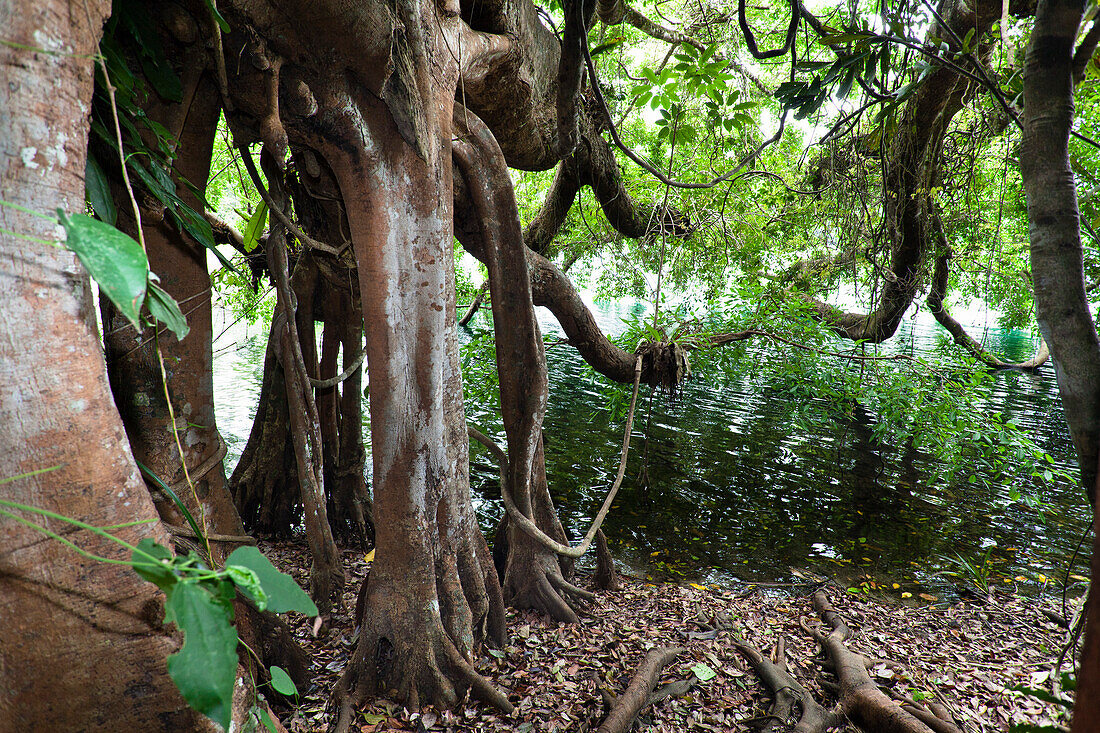 Strangler Fig Tree in the rainforest, Lake Eacham Nationalpark, Atherton Tablelands, Queensland, Australia