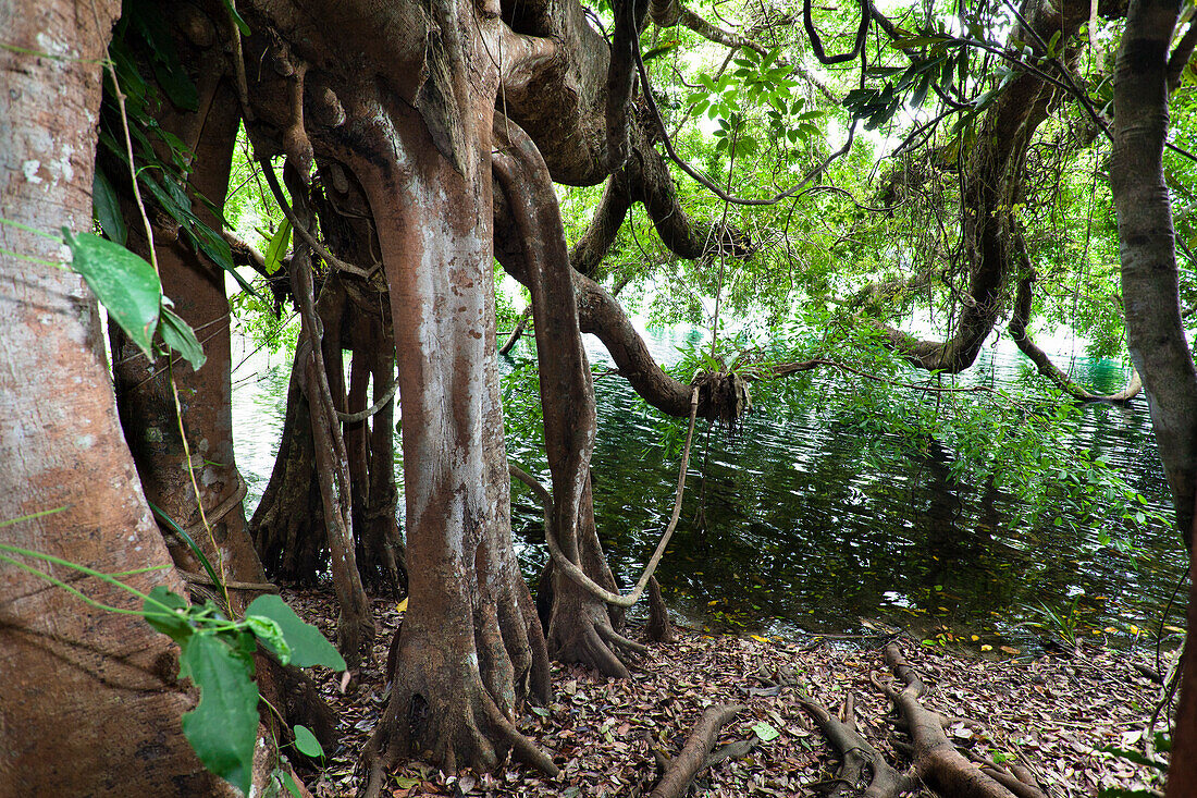 Würgefeige im Regenwald, Lake Eacham Nationalpark, Atherton Tablelands, Queensland, Australien