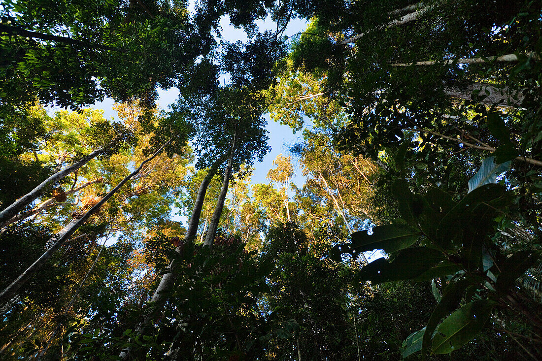 Low angle view of trees in the rainforest, Atherton Tablelands, Queensland, Australia