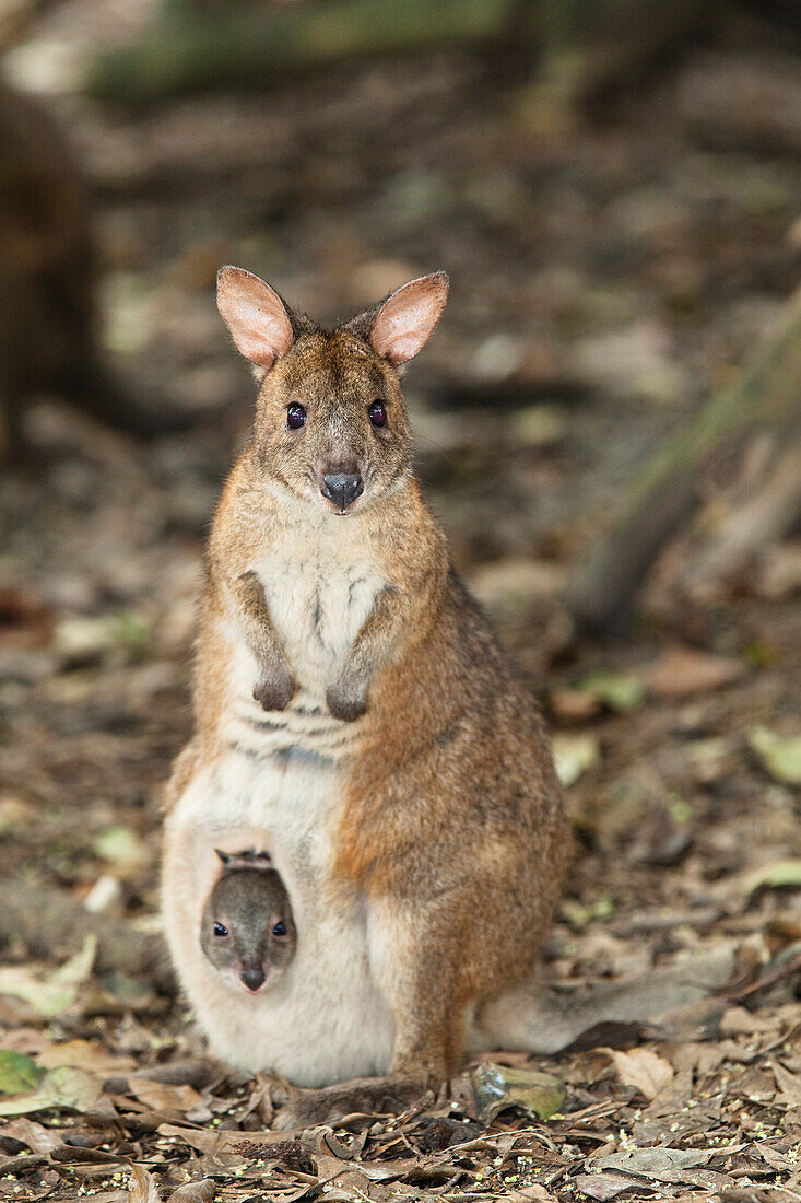 Parma Wallaby with baby in pouch, Macropus parma, New South Wales, Australia