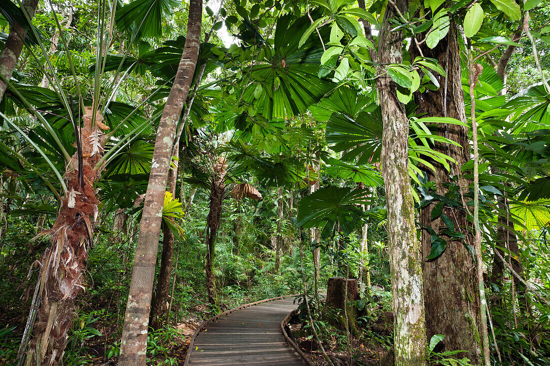 Australische Fächerpalmen im Regenwald, Licuala ramsayi, Marrdja Boardwalk, Daintree Nationalpark, Nord Queensland, Australien