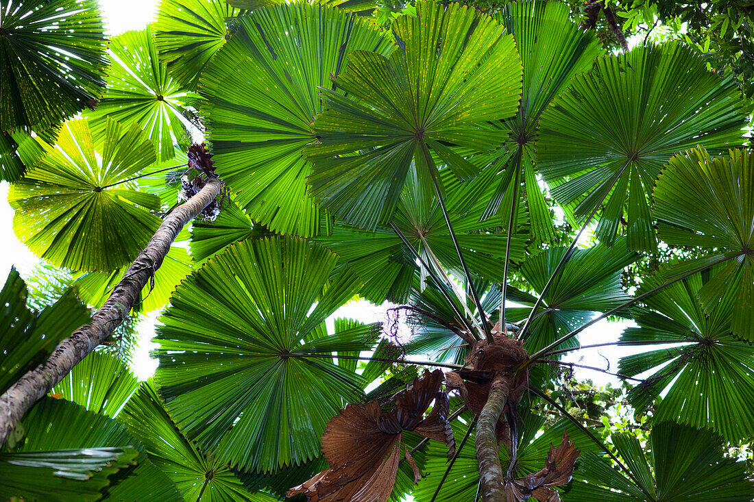 Blick von unten auf australische Fächerpalmen im Regenwald, Licuala ramsayi, Daintree Nationalpark, Nord Queensland, Australien
