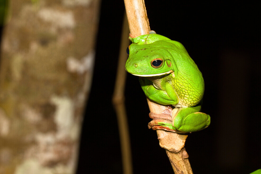 Riesenlaubfrosch im Regenwald, Litoria infrafrenata, Iron Range Nationalpark, Cape York Halbinsel, Nord Queensland, Australien