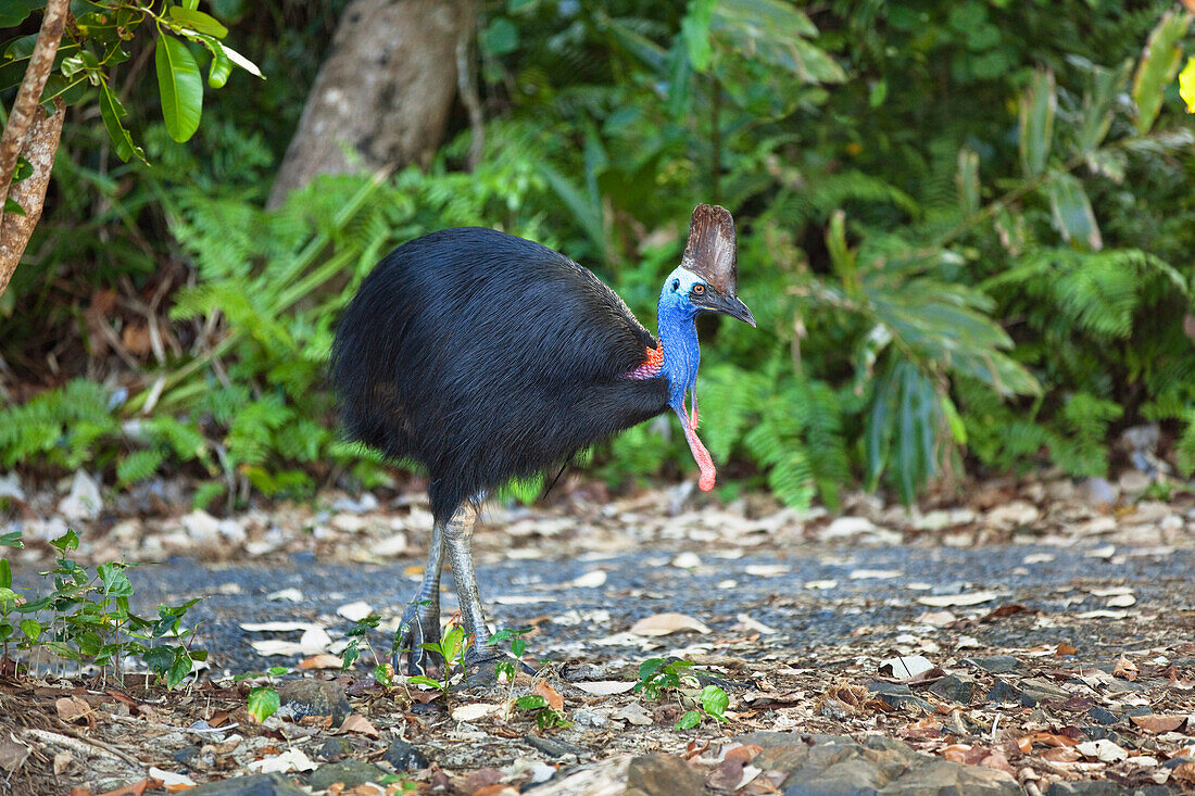 Helmkasuar Weibchen im Regenwald, Casuarius casuarius, Moresby Range, Queensland, Australien