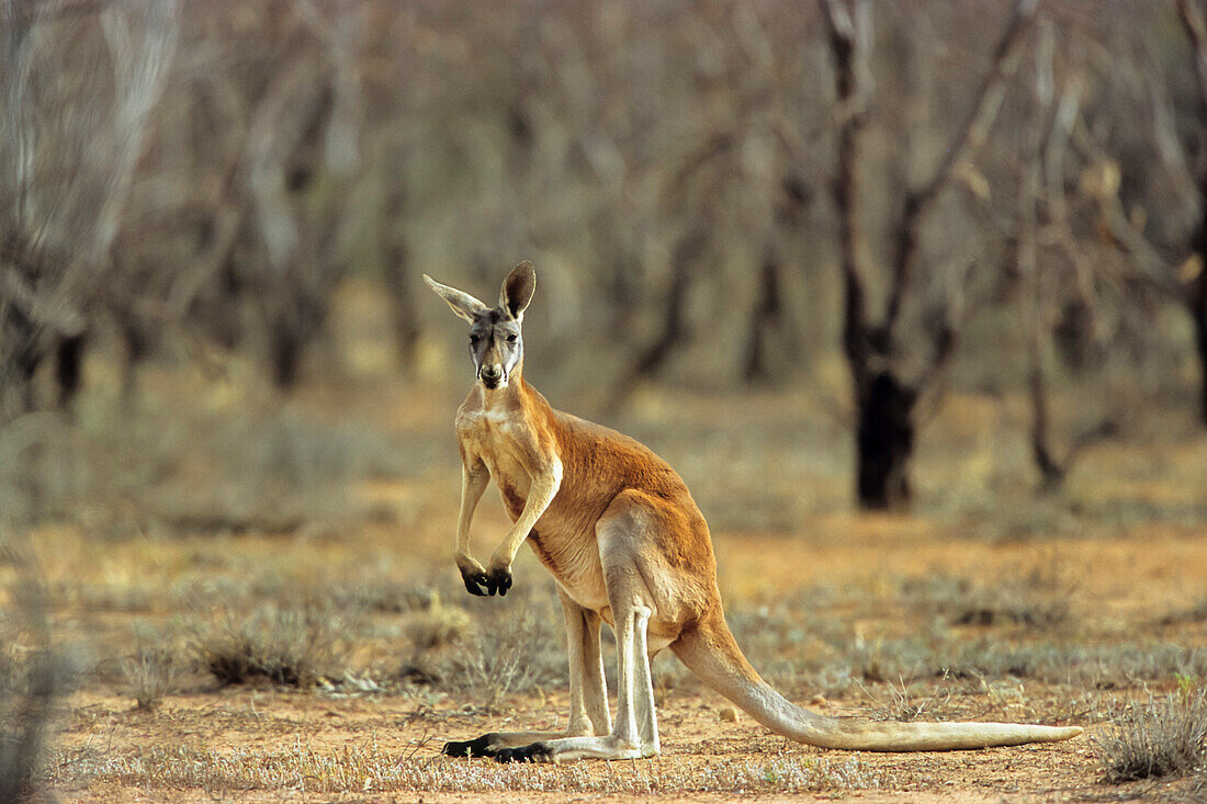 Rotes Riesenkänguru, Männchen, Macropus rufus, Sturt Nationalpark, New South Wales, Australien