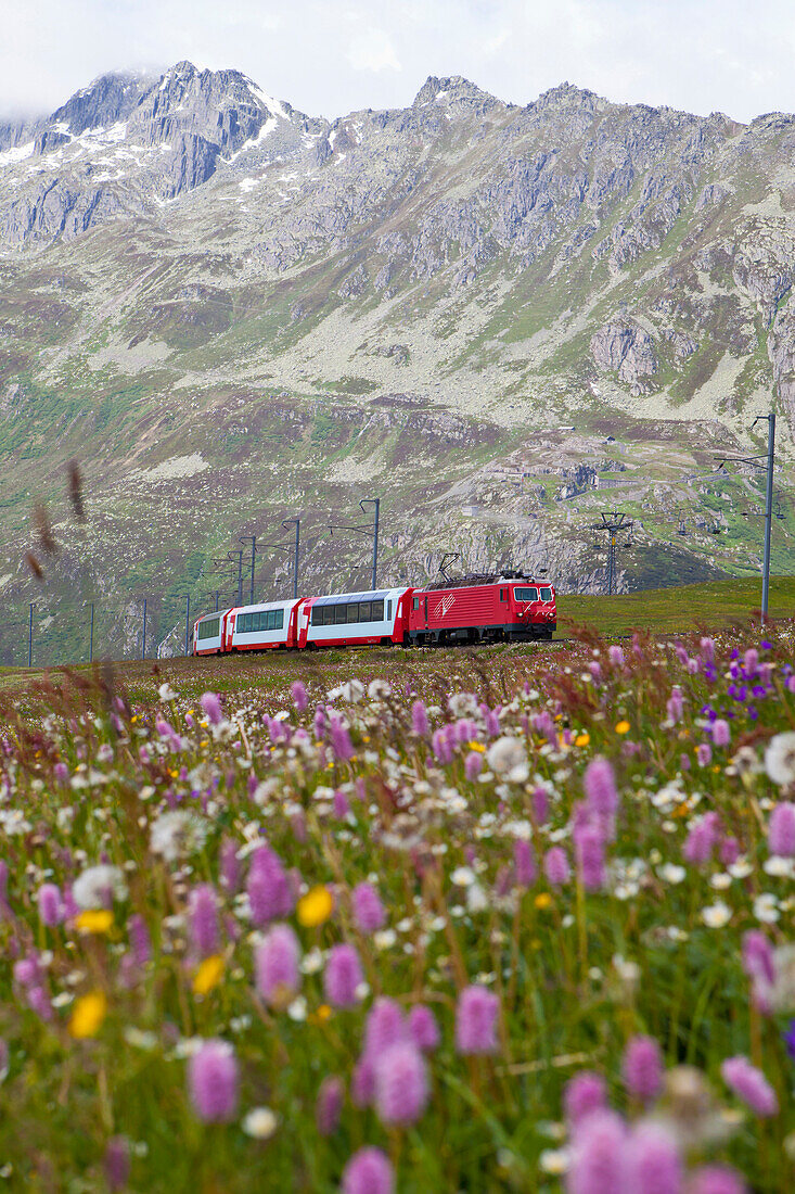 Glacier Express passing a flowering meadows at Naetschen station between Andermatt and Oberalppass, Urseren valley, Uri, Switzerland