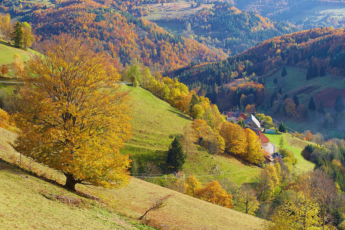 Autumn in Schoenau-Aitern, Wiesental, Southern part of Black Forest, Black Forest, Baden-Wuerttemberg, Germany, Europe