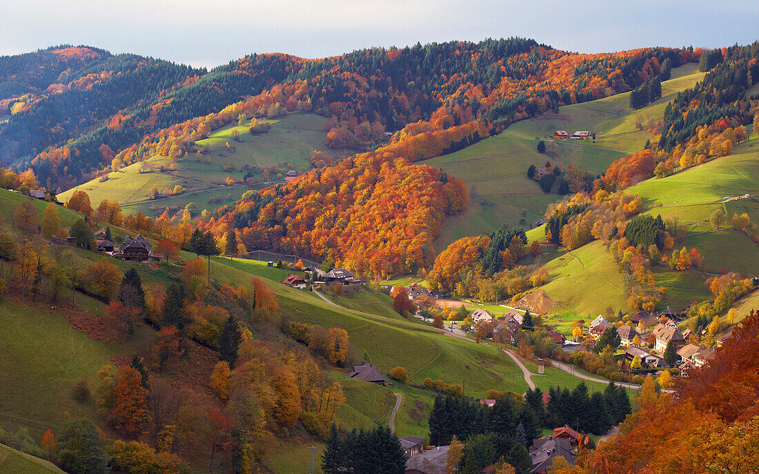 Farmhouses in Obermuenstertal, Autumn, Southern part of the Black Forest, Black Forest, Baden-Wuerttemberg, Germany, Europe