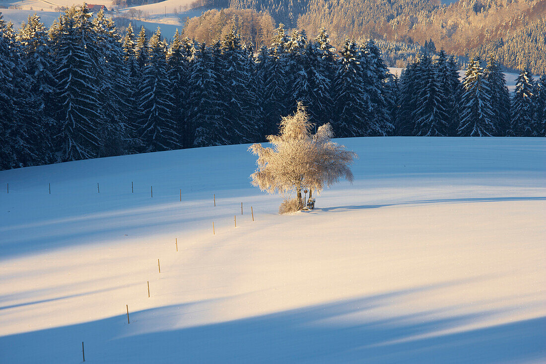 Winters day in Breitnau-Fahrenberg, Black Forest, Baden-Wuerttemberg, Germany, Europe