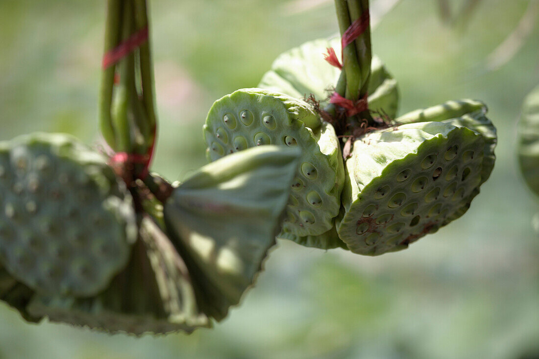 Lotus flower heads, Cambodia