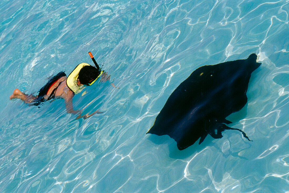Person snorkeling with a stingray, Grand Cayman Island, Cayman Islands
