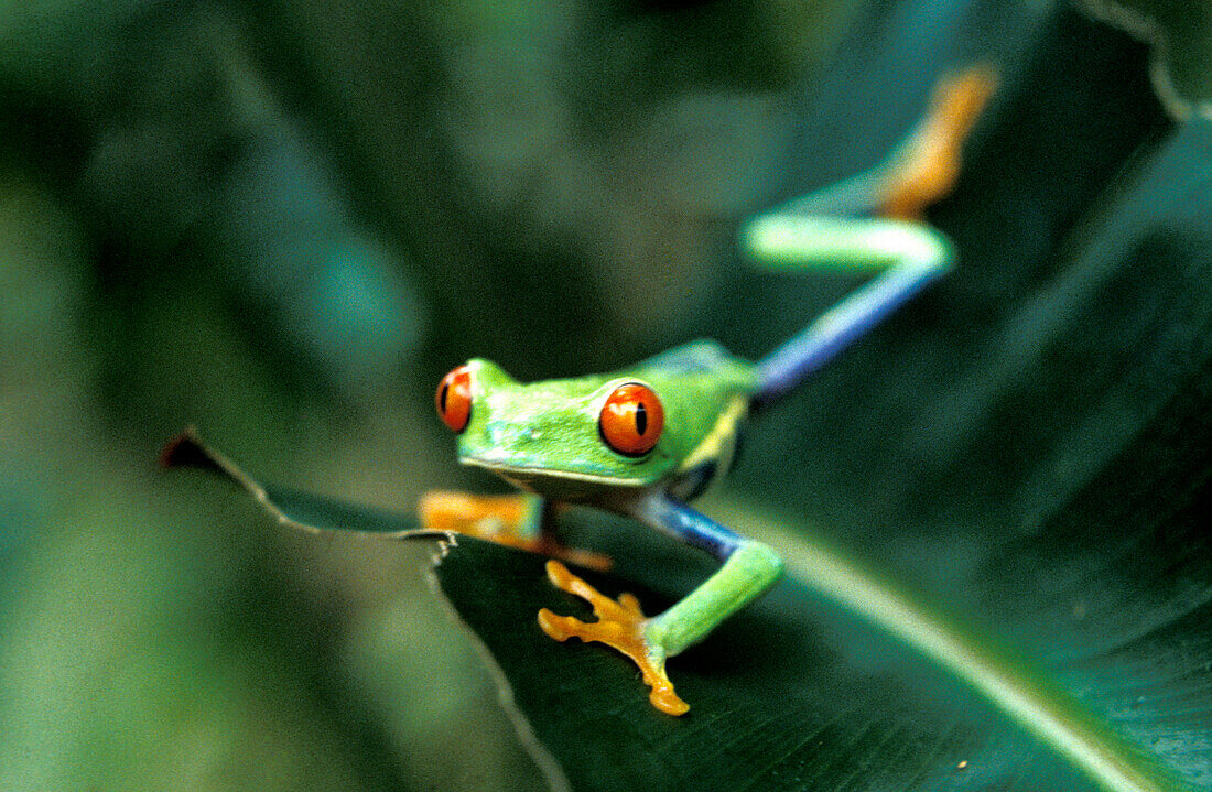 Red-eyed Tree Frog, Turrialba, Costa Rica