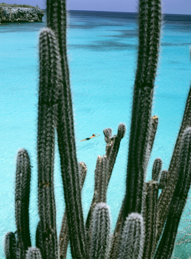 Man swimming off Knip Bay beach with cacti in foreground, Knip Beach, Curacao