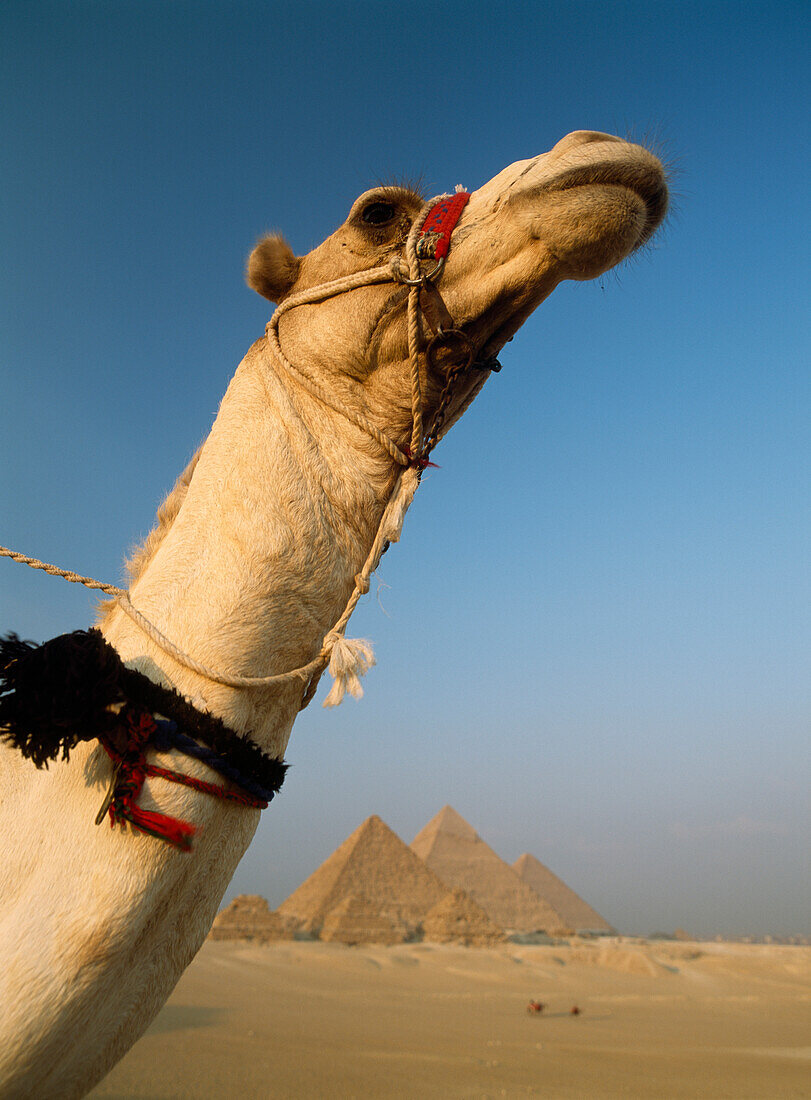 Camel and Great Pyramids of Giza, Cairo, Egypt