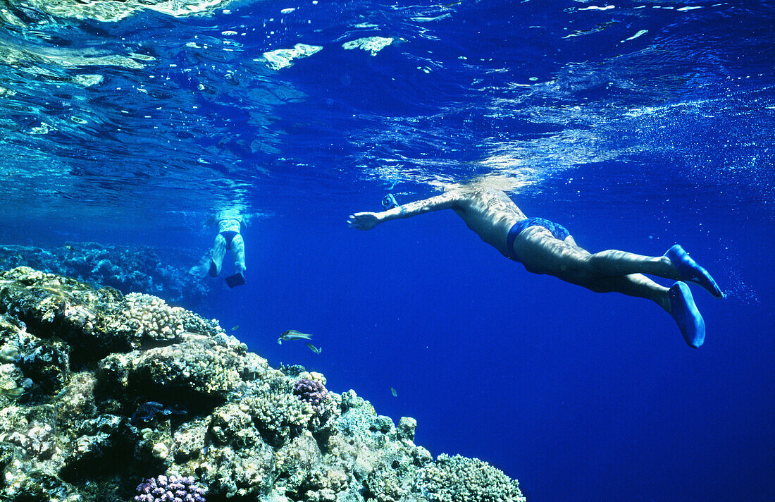 A couple snorkeling along reef edges in the Red Sea, Ras Mohammed, Red Sea, Egypt
