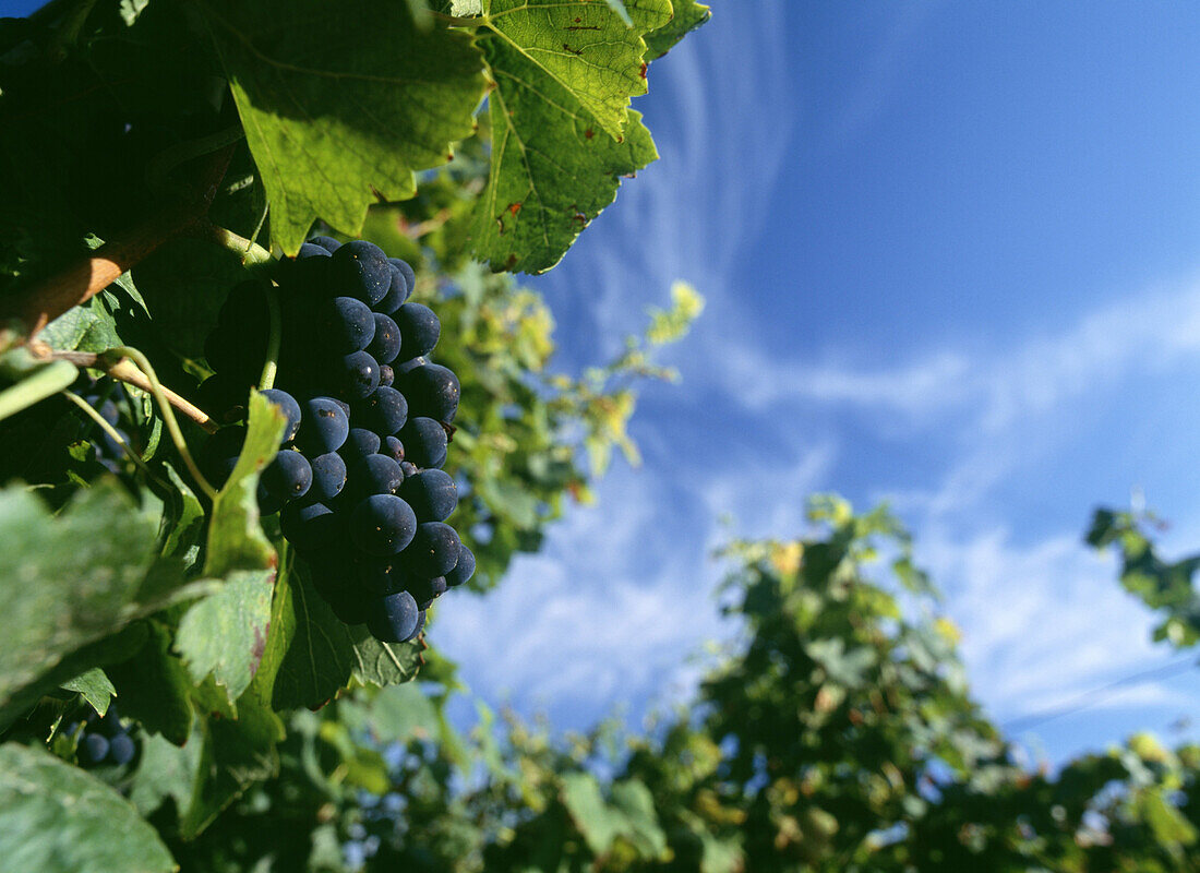 Purple grapes on vine in vineyard, Grand Cru vineyards of La Romanee Conti, Burgundy, France