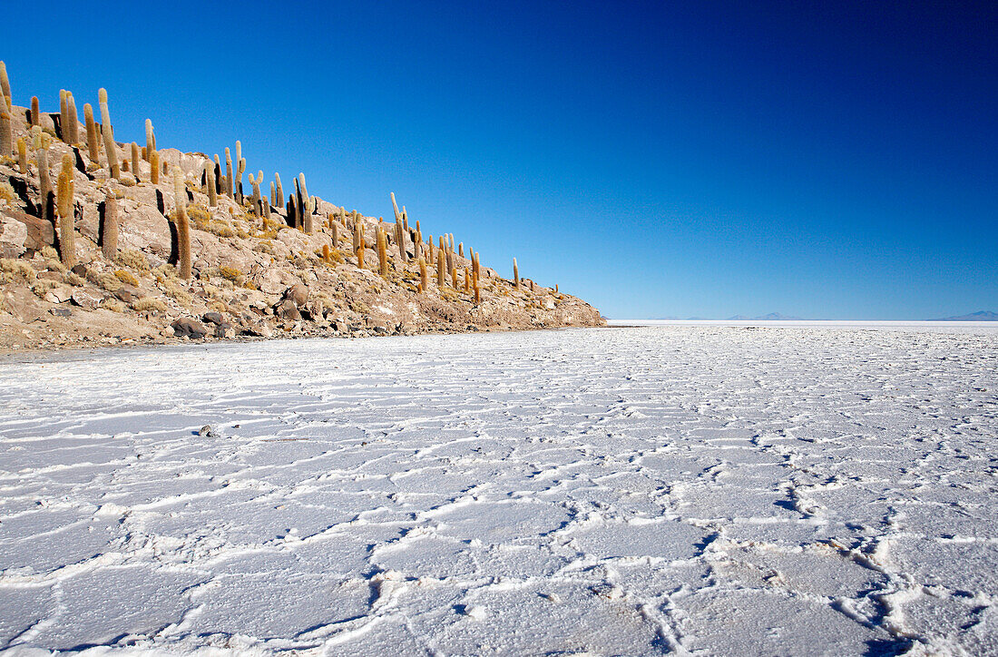 Bolivia, Salar de Uyuni, Incahuasi island, cactus