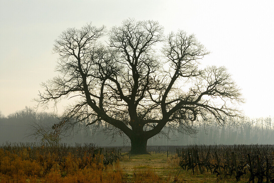 France, Aquitaine, Gironde, old chestnut treet in Sauternes vineyards