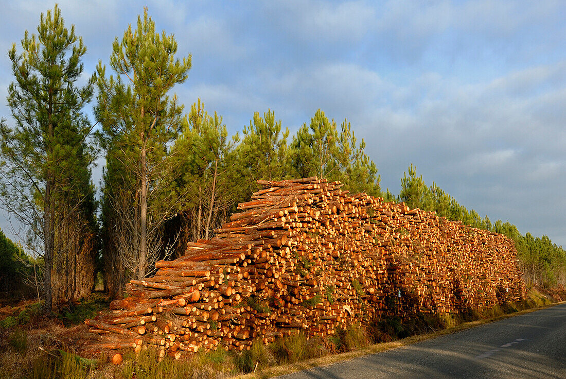 France, heap of wood on edge of a road
