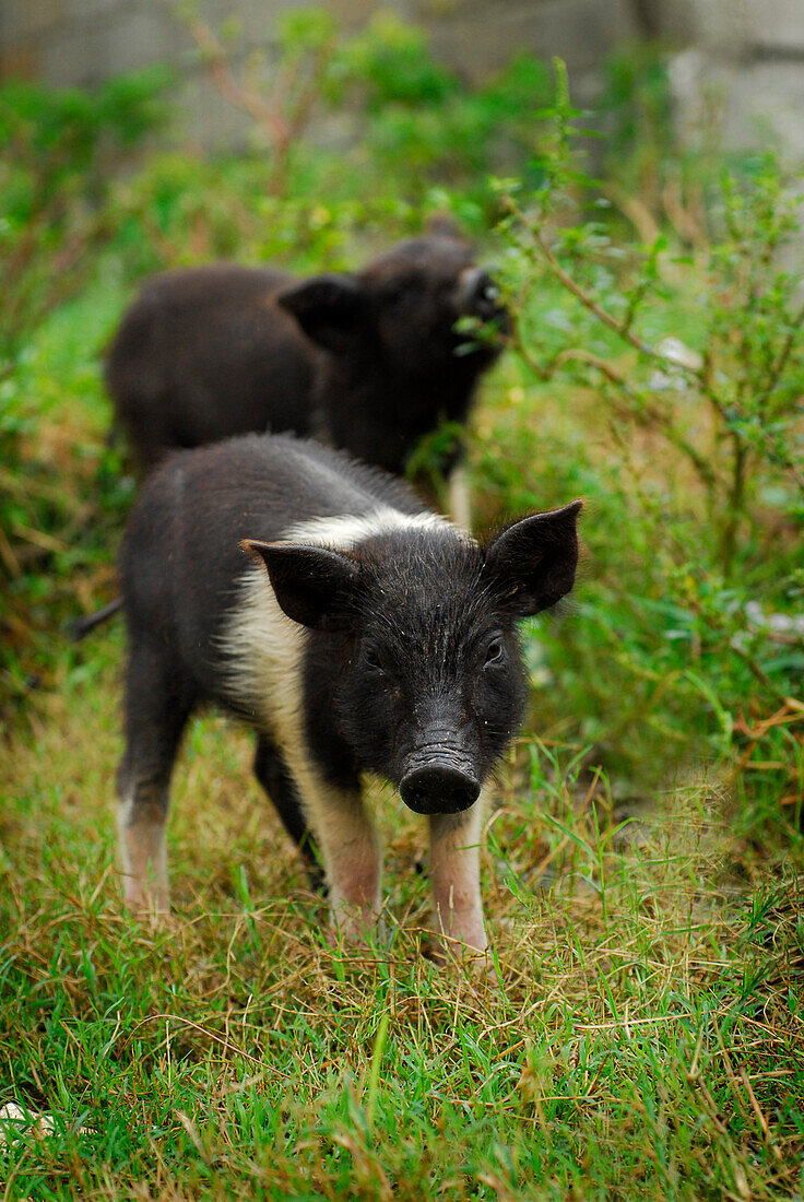 Haiti, Port au Prince, pigs