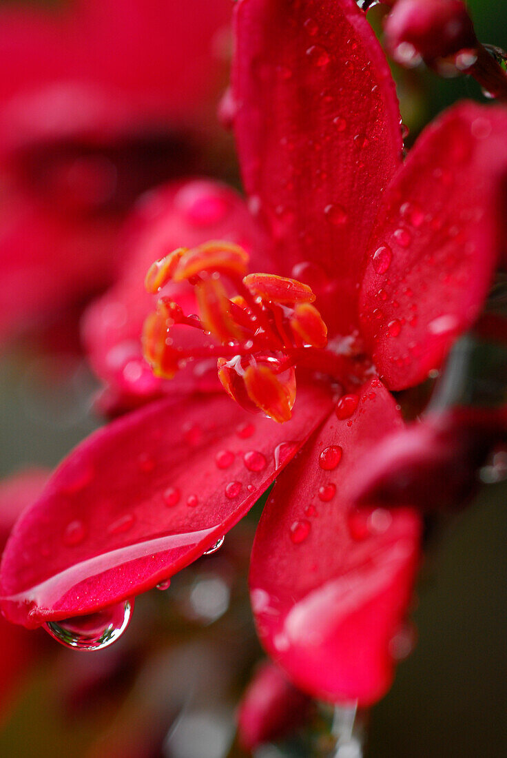 Haiti, Port au Prince, red flower, close-up