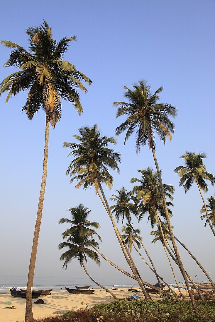 India, Goa, Colva beach, coconut palm grove, fishing boats