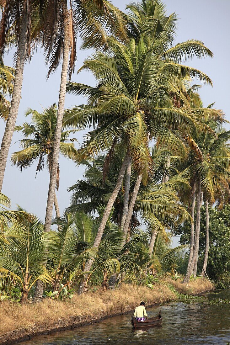 India, Kerala, Backwaters, man in a small boat, palms