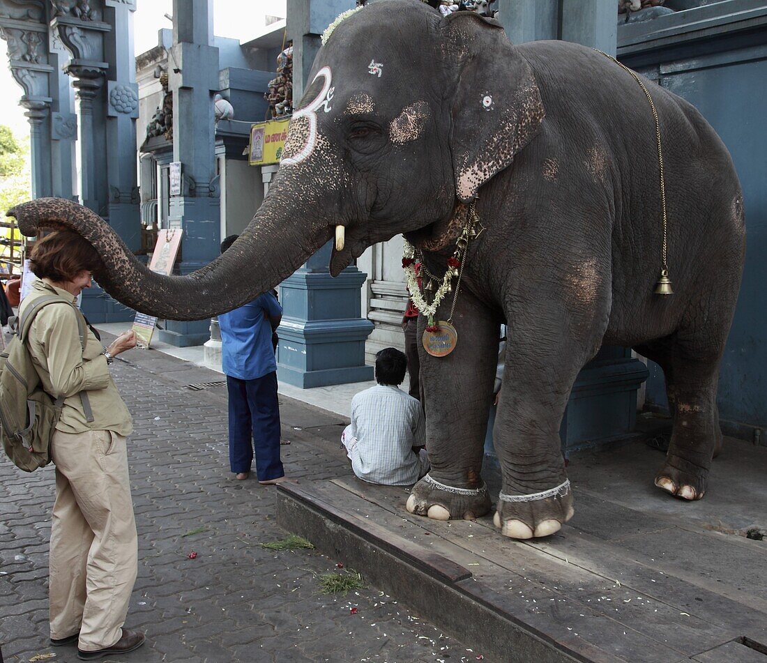 India, Puducherry, Pondicherry, temple elephant blessing western tourist