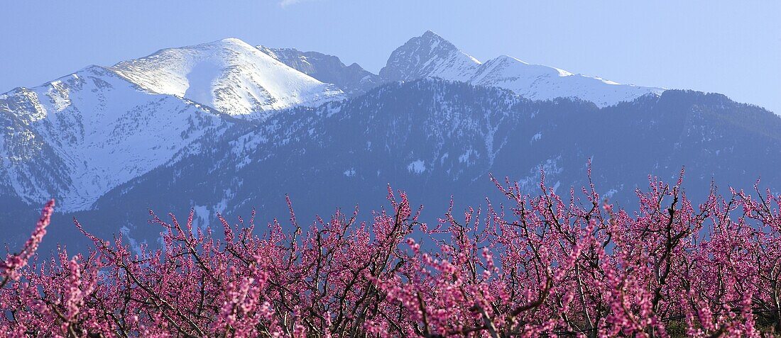 France, Roussillon, Pyrenées Orientales, Canigou mountain, peach trees in the foreground