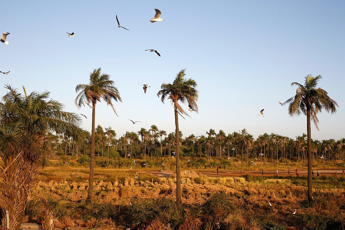 Sénégal, Kafountine, Casamance landscape