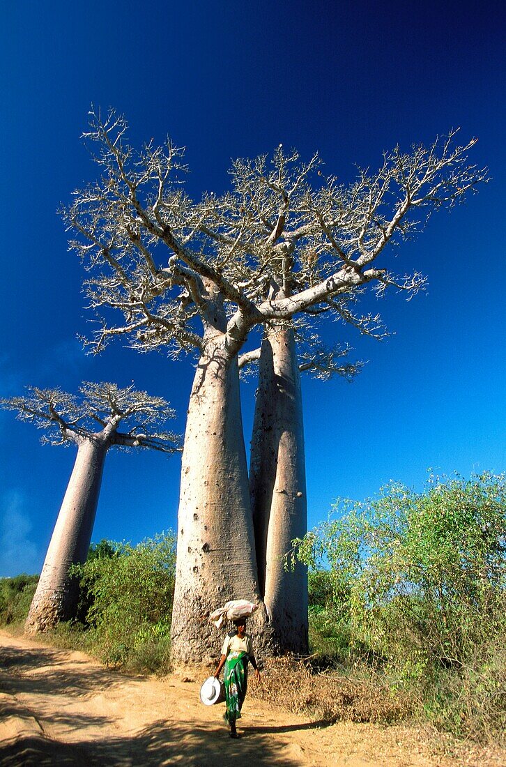 MADAGASCAR, MORONDAVA, Andansonia grandidieri de Morondova baobabs in Southern Madagascar