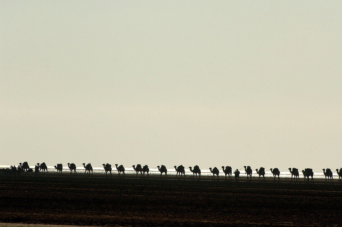 Ethiopia, camel caravan in lake Karum