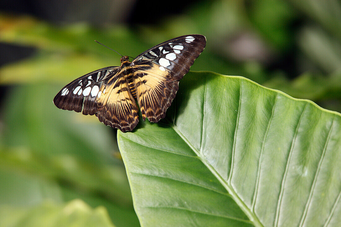 Parthenos sylvia clipper butterfly