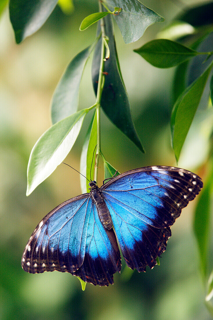 Morpho peleides, blue morpho butterfly
