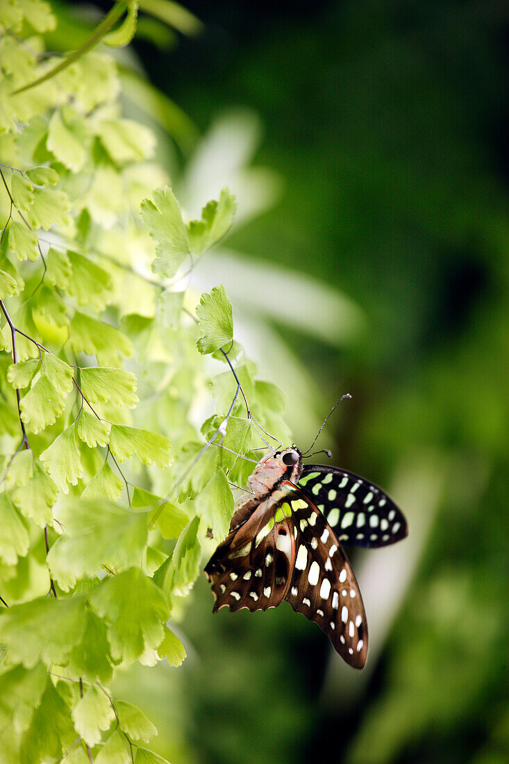 Graphium agamemnon papilionidae butterfly
