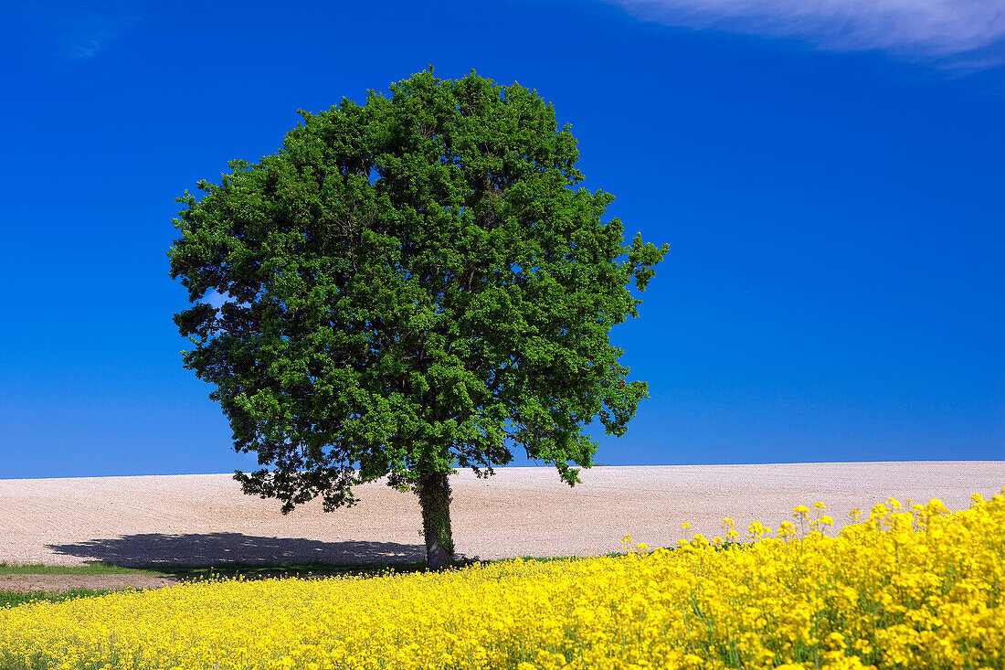 Isolated tree and colza field