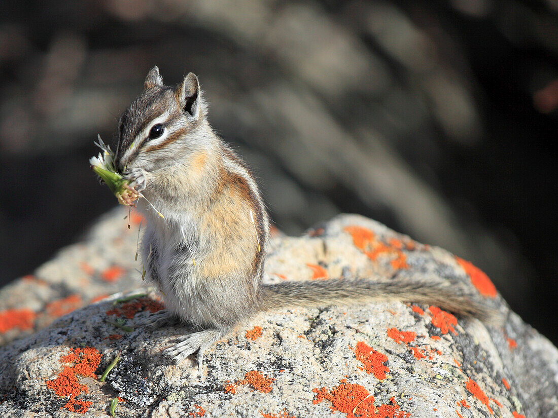 Canada, Alberta, Jasper National Park, golden-mantled ground squirrel, spermophilus lateralis