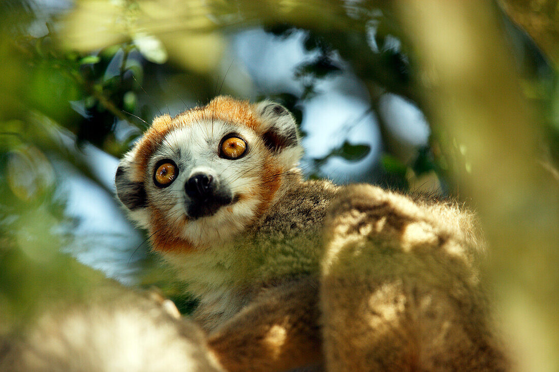 Crowned lemur (eulemur coronatus)