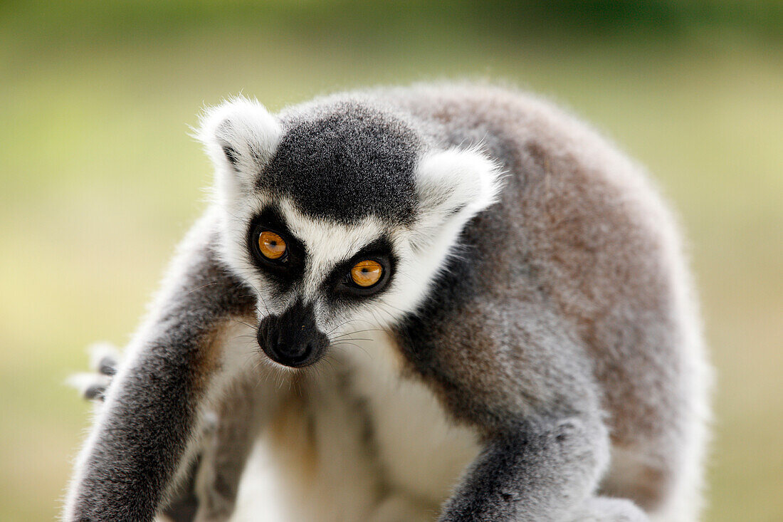 Ring-tailed Lemur (lemur catta)