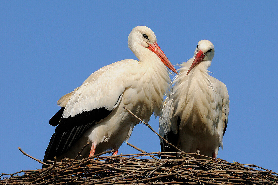 WHITE STORKS PAIR (CICONIA CICONIA) AT NEST, ALSACE, HAUT RHIN, FRANCE
