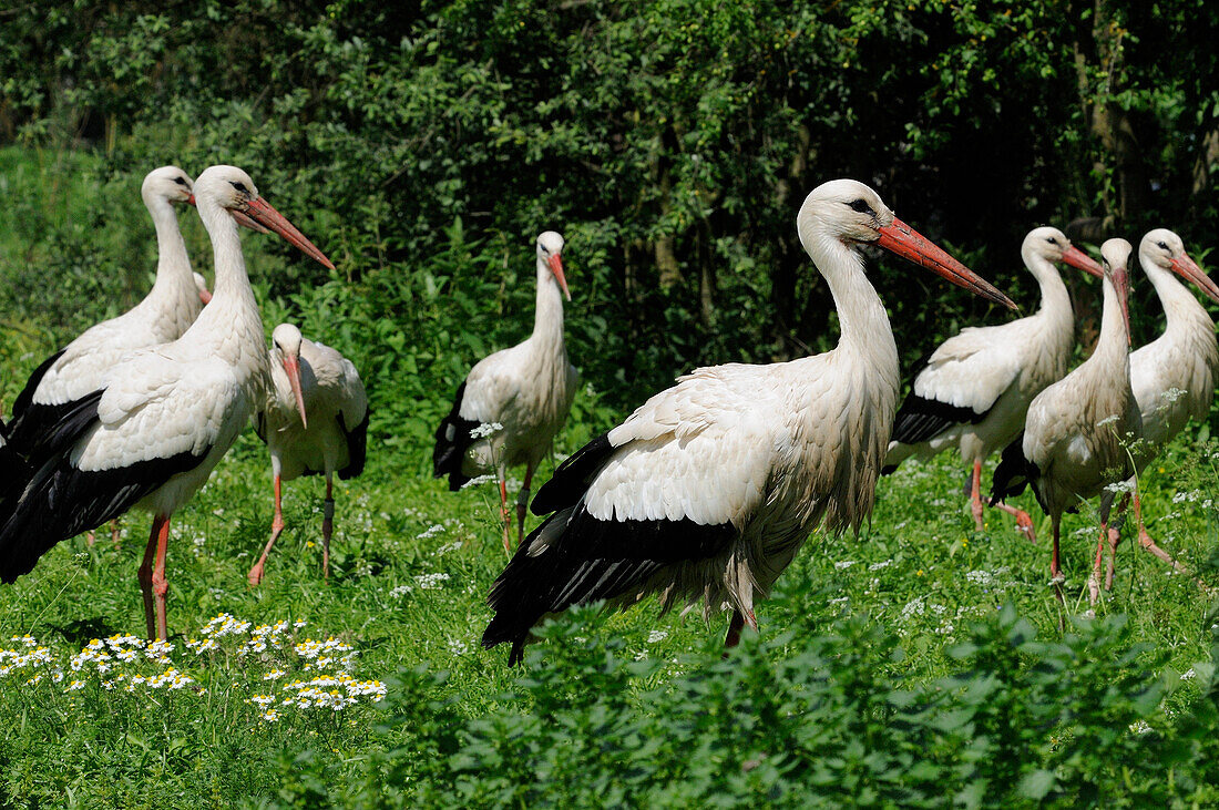 WHITE STORKS (CICONIA CICONIA) GROUP IN FIELD ALSACE, HAUT RHIN, FRANCE