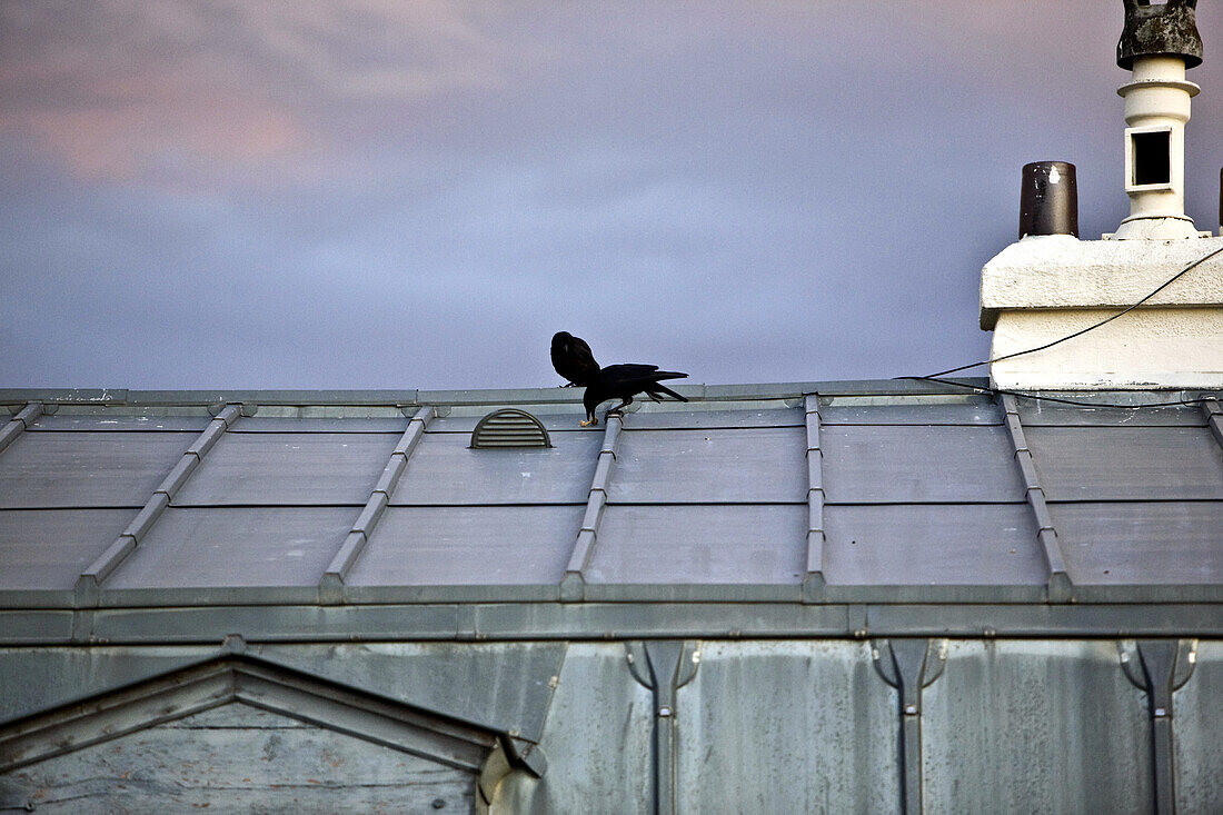 France, Paris, crows on building roof