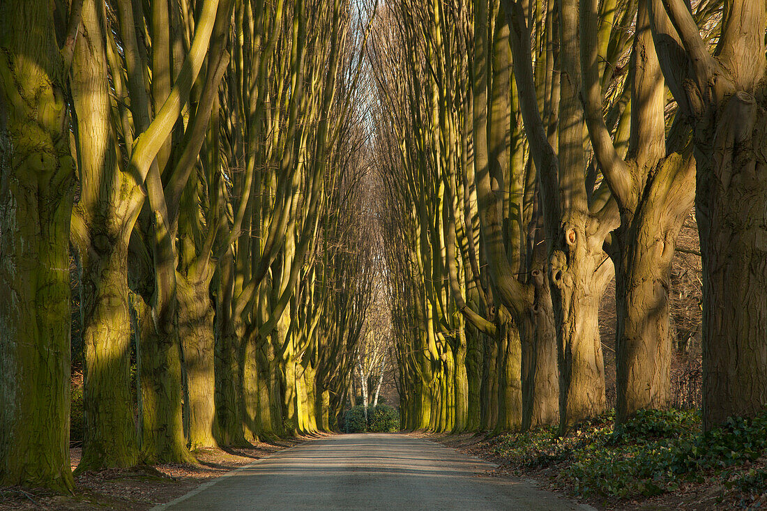 Menschenleere Hainbuchenallee am Hauptfriedhof, Dortmund, Nordrhein-Westfalen, Deutschland, Europa