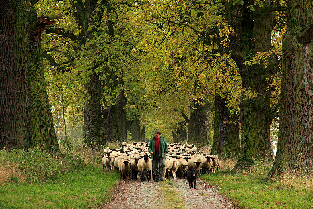 Shepherd with flock of sheep in an oak alley, Hofgeismar, Hesse, Germany, Europe