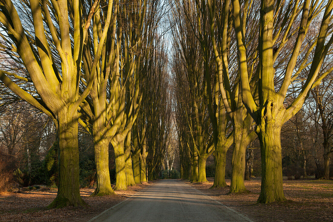 Deserted hornbeam alley at the cemetery, Dortmund, North Rhine-Westphalia, Germany, Europe