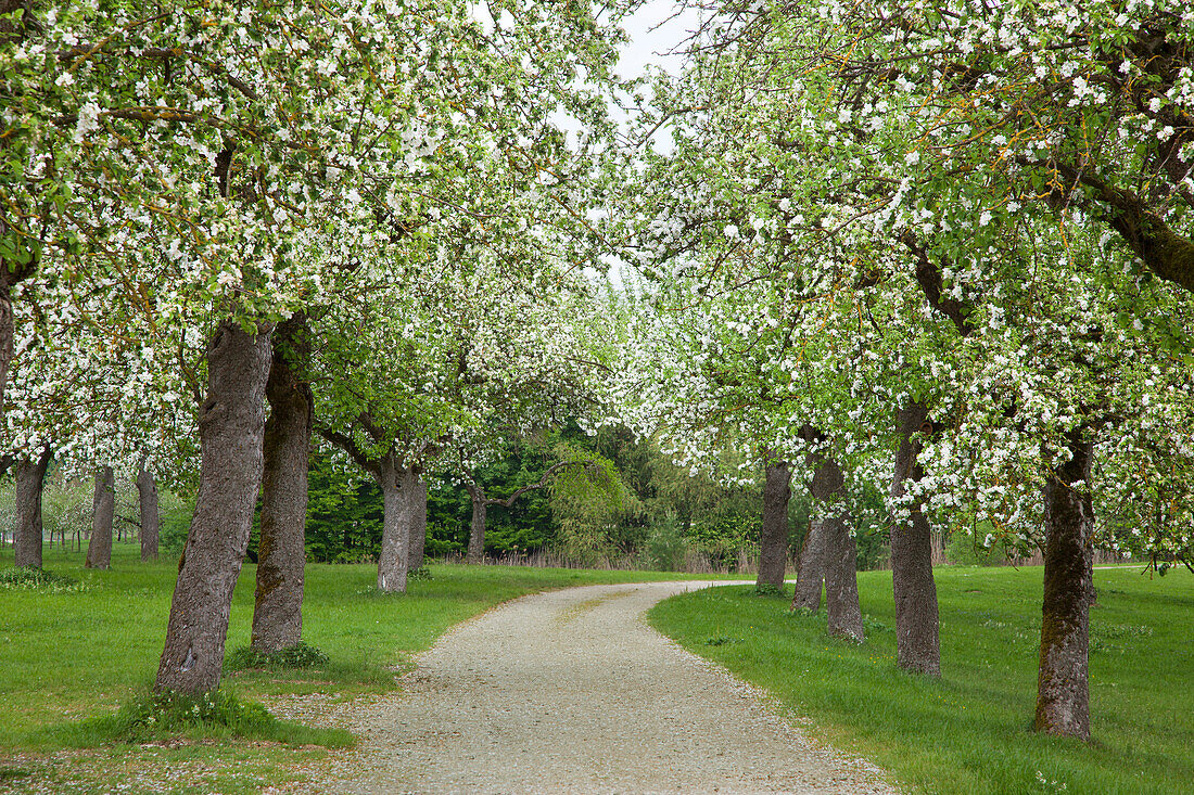 Apfelbaumallee im Frühling, Breitenbronn, Franken, Bayern, Deutschland, Europa