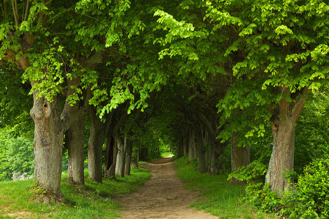 Lindenallee am Kloster Banz, Fränkische Schweiz, Franken, Bayern, Deutschland, Europa