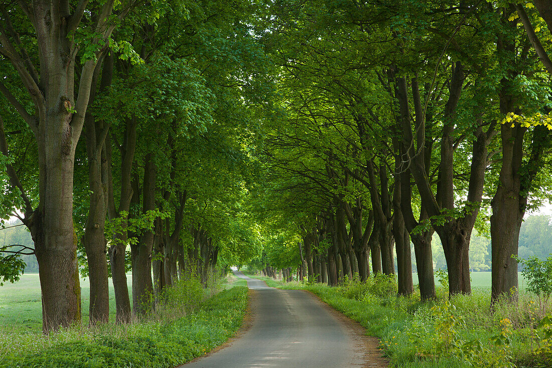 Maple alleyin idyllic landscape, Hofgeismar, Hesse, Germany, Europe